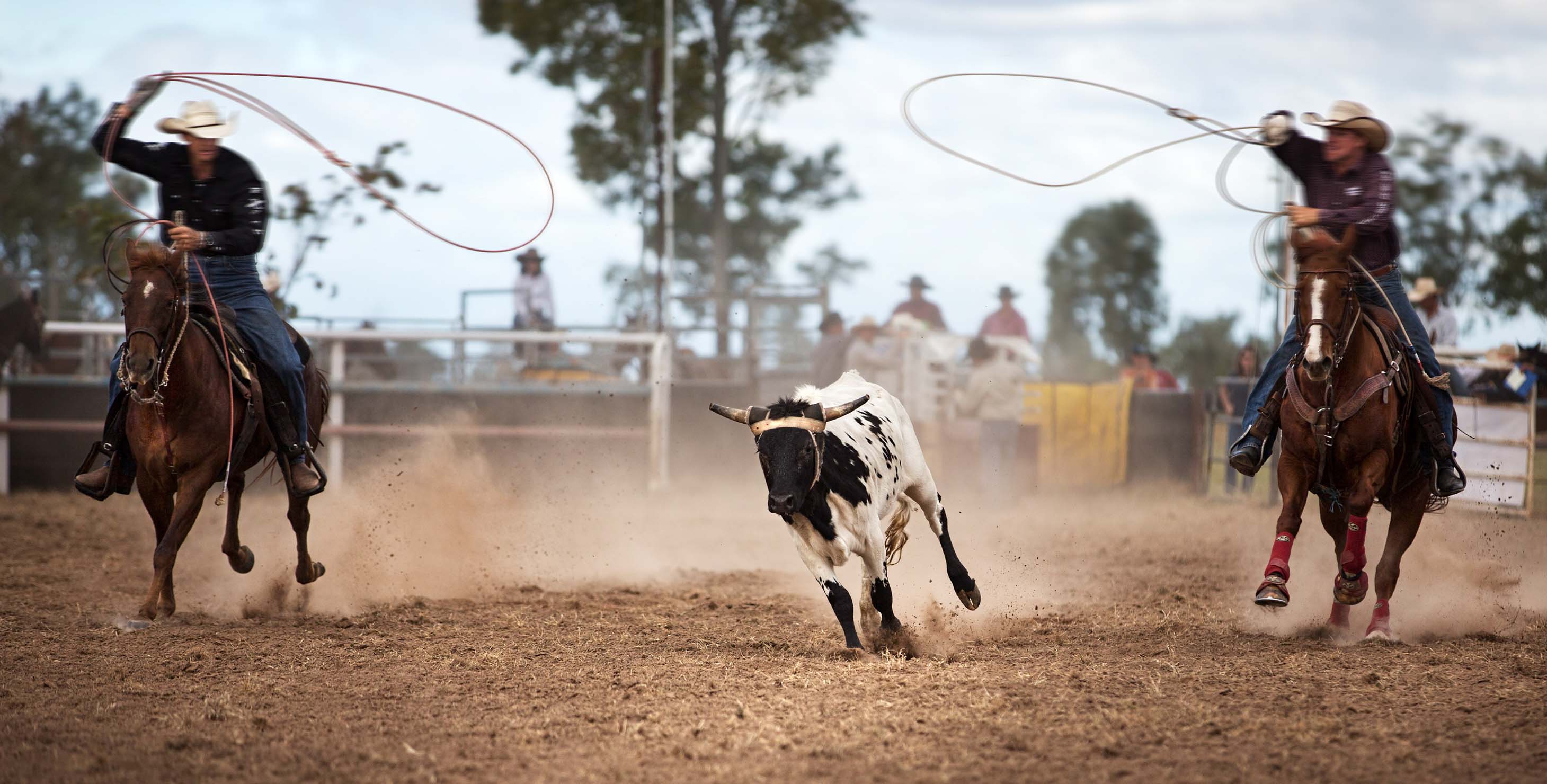 Two cowboys try to lasso a bull at a rodeo