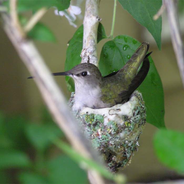 A hummingbird in a nest