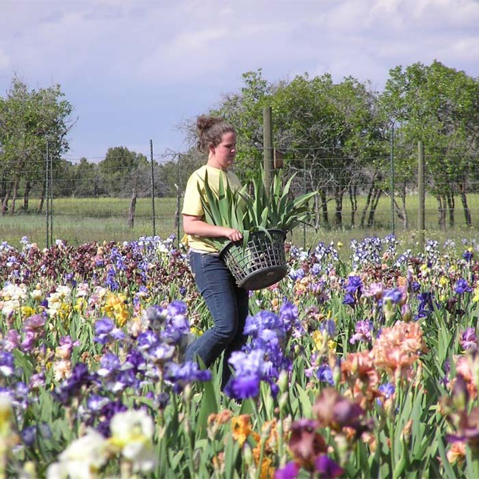 Woman with basket planting flowers in a field