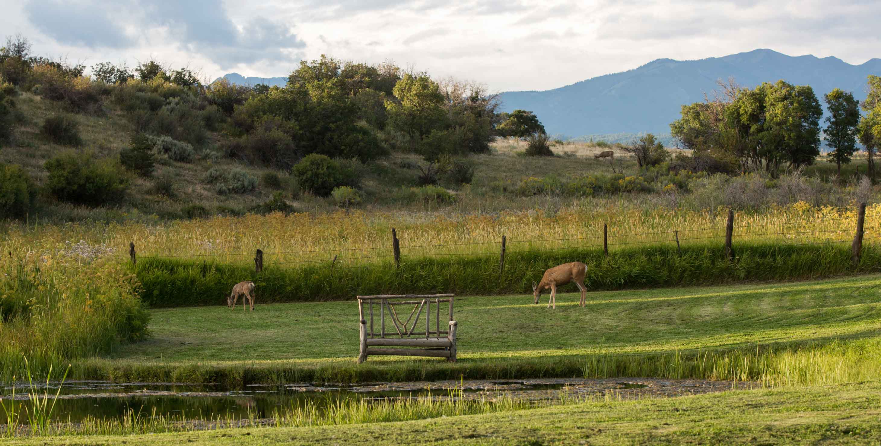 A bench near water with two dear grazing in the grass
