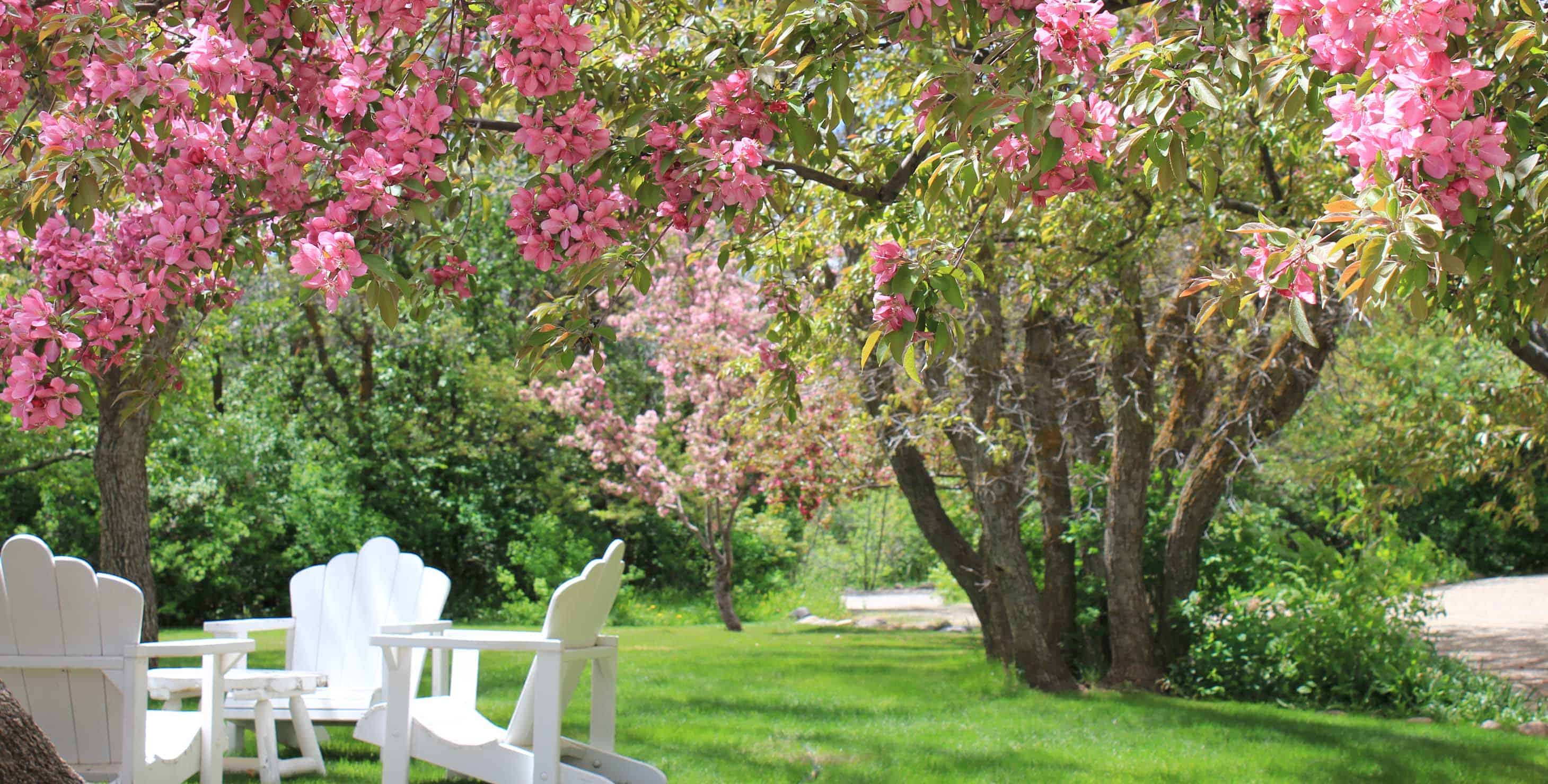 Private secluded lawn with trees in spring bloom