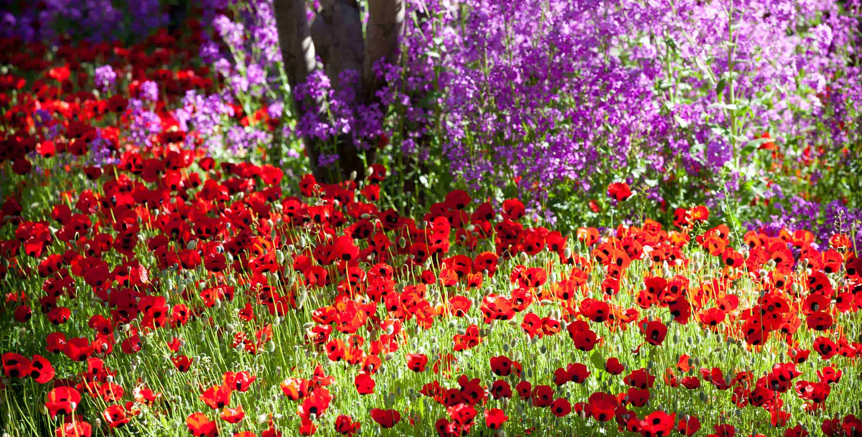 A mix of spring flowers in a flower bed