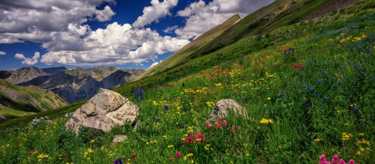 Wildflowers that you'll see on some of the best hikes near Durango